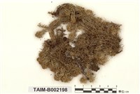 藏品(泥炭苔屬)的圖片